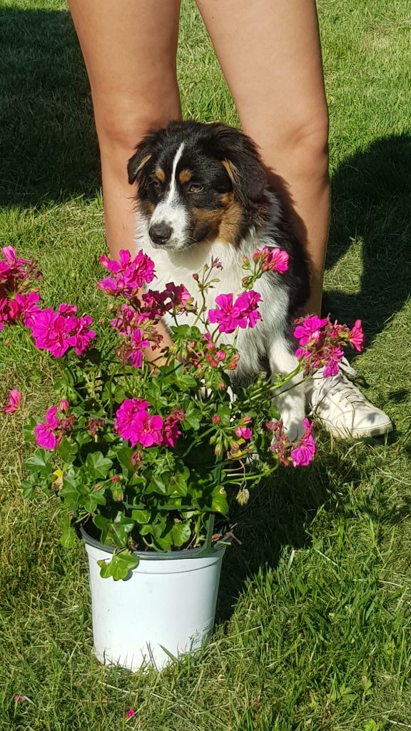 Poupsy lou pastre d'aqui
